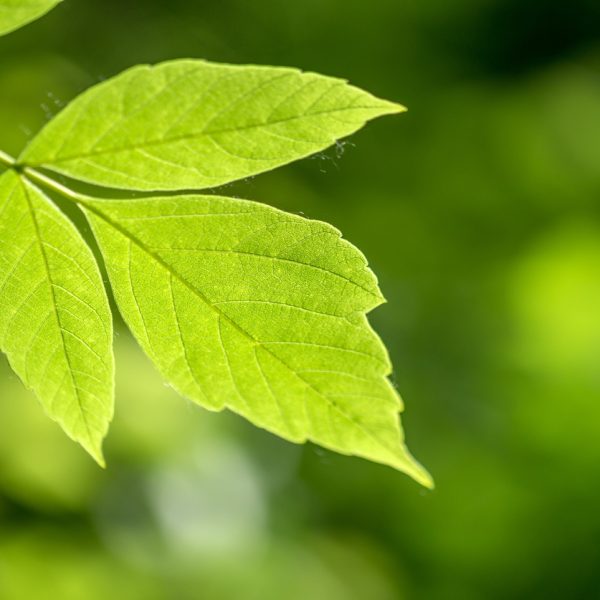 Green leaves on the green blured background